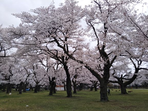 「花見の時季ですが・・・」