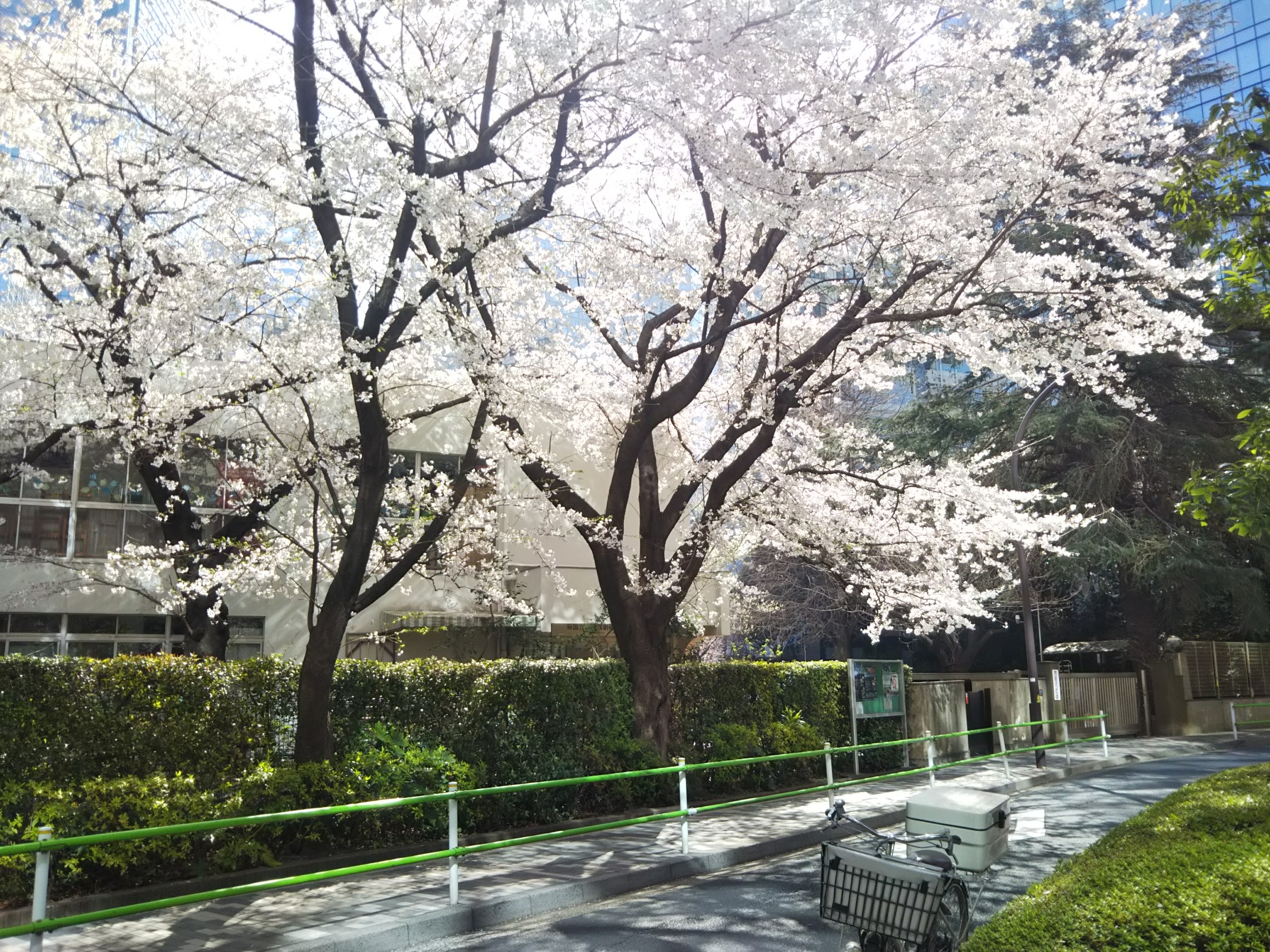 桜＆ホワイトデー